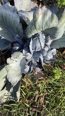 Brassica oleracea