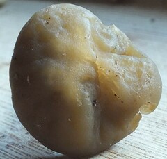 Simocybe sumptuosa