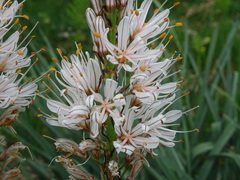 Asphodelus