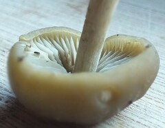 Simocybe sumptuosa