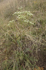 Seseli