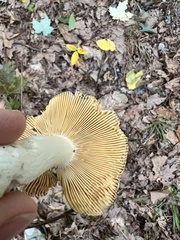 Hypomyces luteovirens