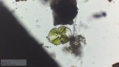 Cosmarium