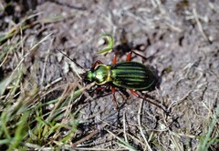 Carabus auronitens