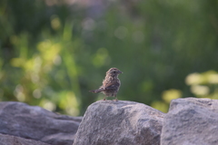 Melospiza melodia image