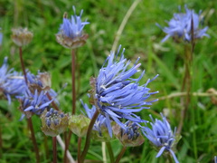 Jasione
