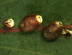 Eriococcus coriaceus