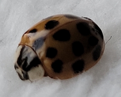 Harmonia axyridis