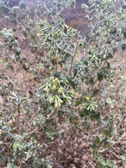 Brickellia californica