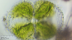 Cosmarium