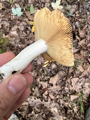 Hypomyces luteovirens