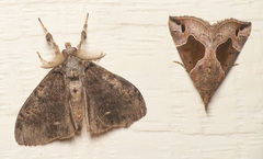 Hypena manalis