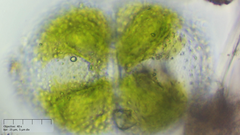 Cosmarium