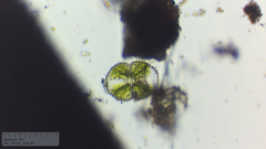 Cosmarium