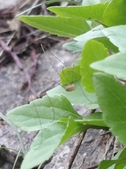 Phalangiinae