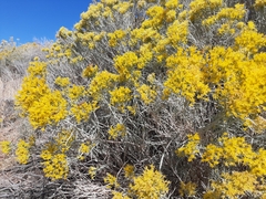Chrysothamnus viscidiflorus