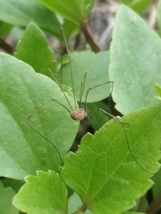 Phalangiinae