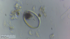 Euglenozoa