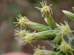 Brickellia californica