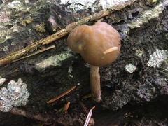 Simocybe sumptuosa