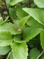 Phalangiinae