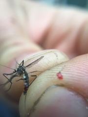 Aedes triseriatus