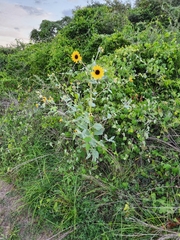 Helianthus argophyllus