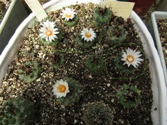 Turbinicarpus pseudomacrochele