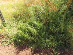 Carex aperta
