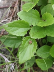 Phalangiinae