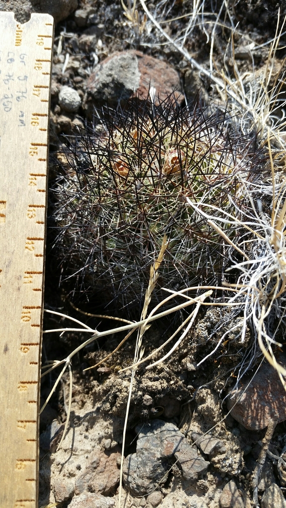 Pediocactus simpsonii, Princeton, OR 97721, USA