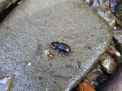 Nebria lacustris