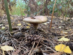 Lactarius torminosus