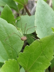 Phalangiinae