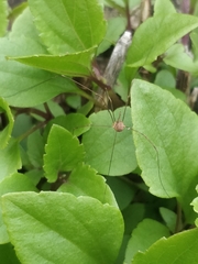 Phalangiinae