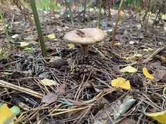 Lactarius torminosus