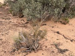 Ephedra viridis