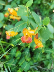 Impatiens capensis: Herkunft und Verwendung — Foto 2