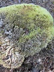 Racomitrium canescens