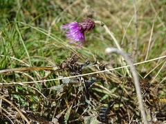 Carduus defloratus