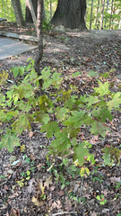 Acer floridanum