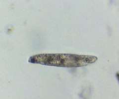 Hypotrichia