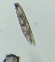 Hypotrichia