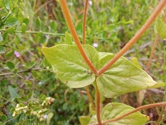 Calceolaria glandulosa