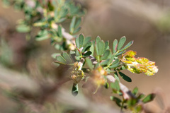 Acacia mitchellii