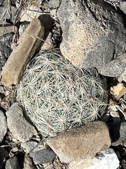 Escobaria chlorantha