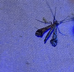 Lineodes