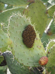 Polistes gallicus