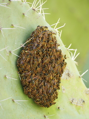 Polistes gallicus