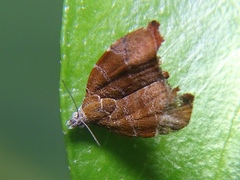 Choreutis nemorana